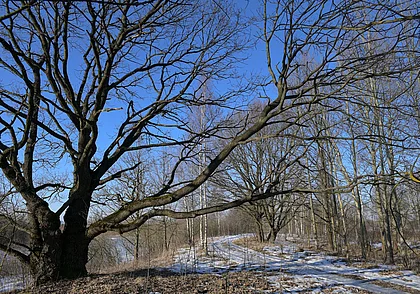 Весна не за горами. Прогноз погоды на неделю с 24 февраля по 2 марта
