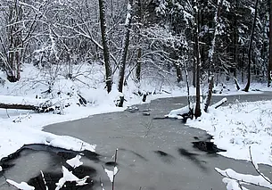Расчистить завалы предлагает Минлесхоз тем, кто желает заготовить дрова