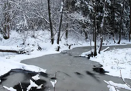 Расчистить завалы предлагает Минлесхоз тем, кто желает заготовить дрова