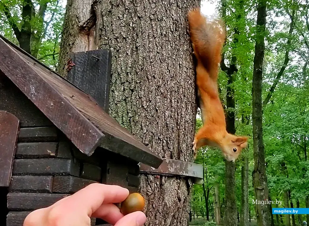Белки в гомельском парке.