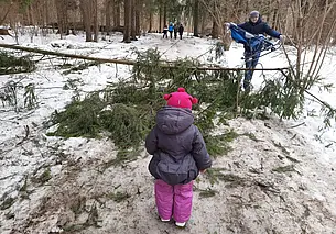 Последствия стихии: в Печерском лесопарке в Могилеве с корнем вырвало деревья