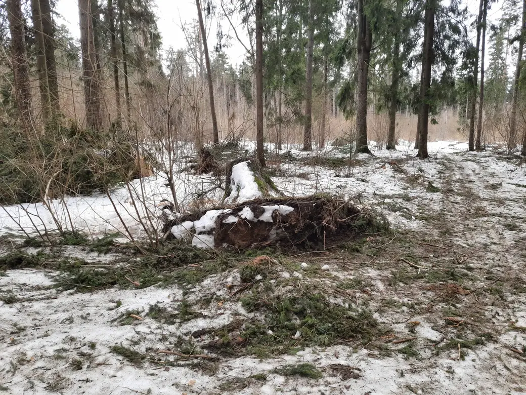 20.02.2022 г. Печерский лесопарк. Кое-какие деревья ветер вырвал с корнем