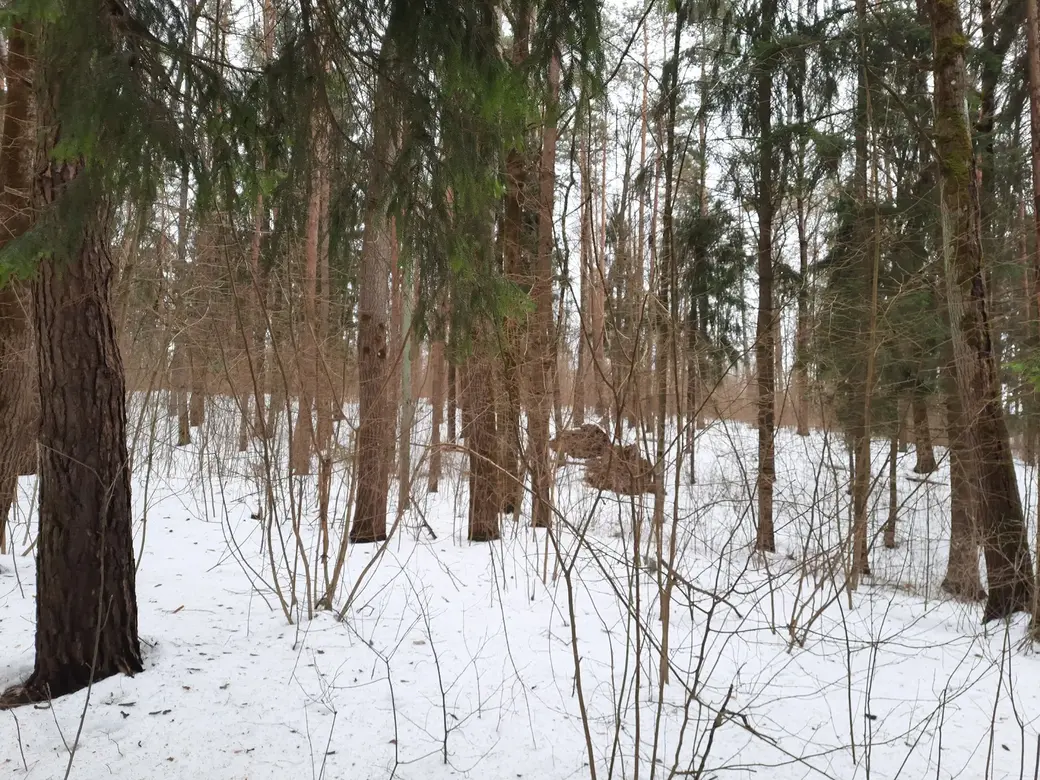 20.02.2022 г. Печерский лесопарк. Кое-какие деревья ветер вырвал с корнем