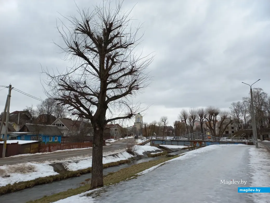 Дерево Николая Рудковского на Дубровенке