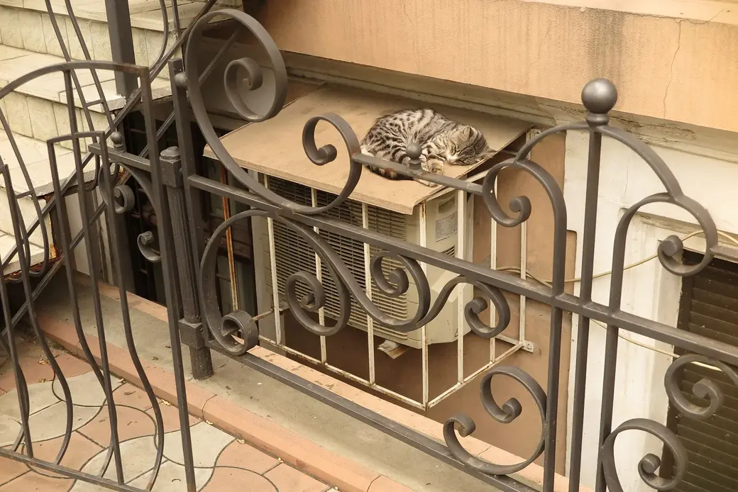 Одесса - не только родина множества талантливых людей. Ее еще называют "кошачим городом". Фото 2017 г.