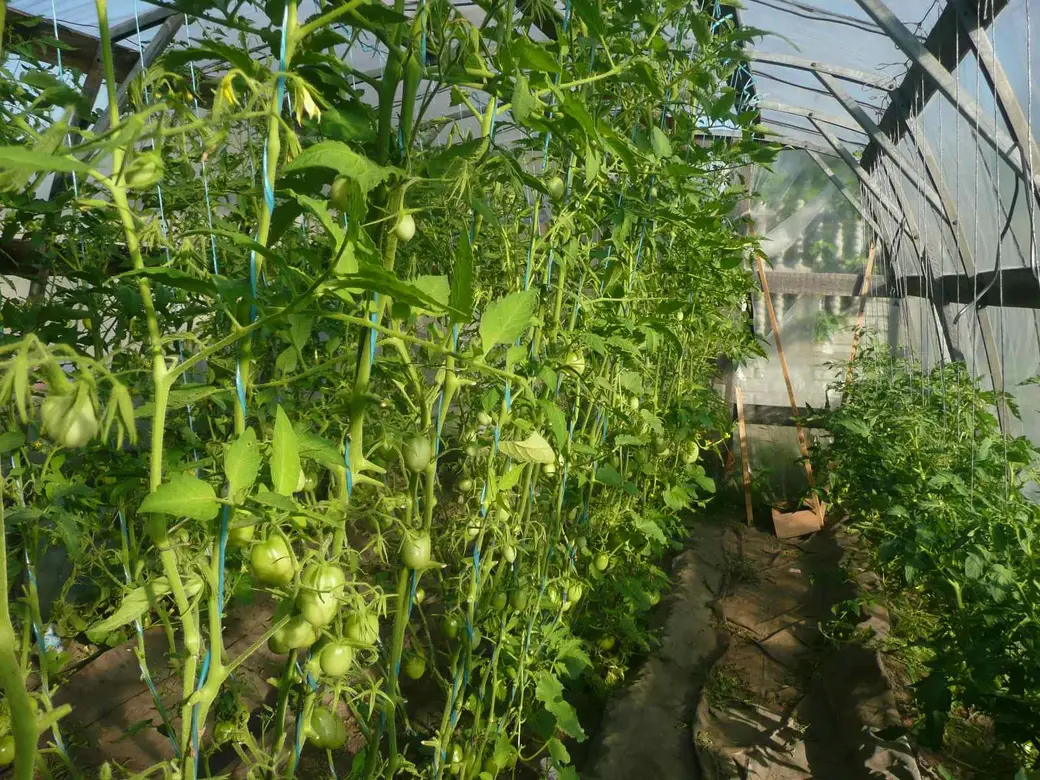 Помидорная теплица на даче Гладковых в Голынке. Фото автора, из архива «ВБ»