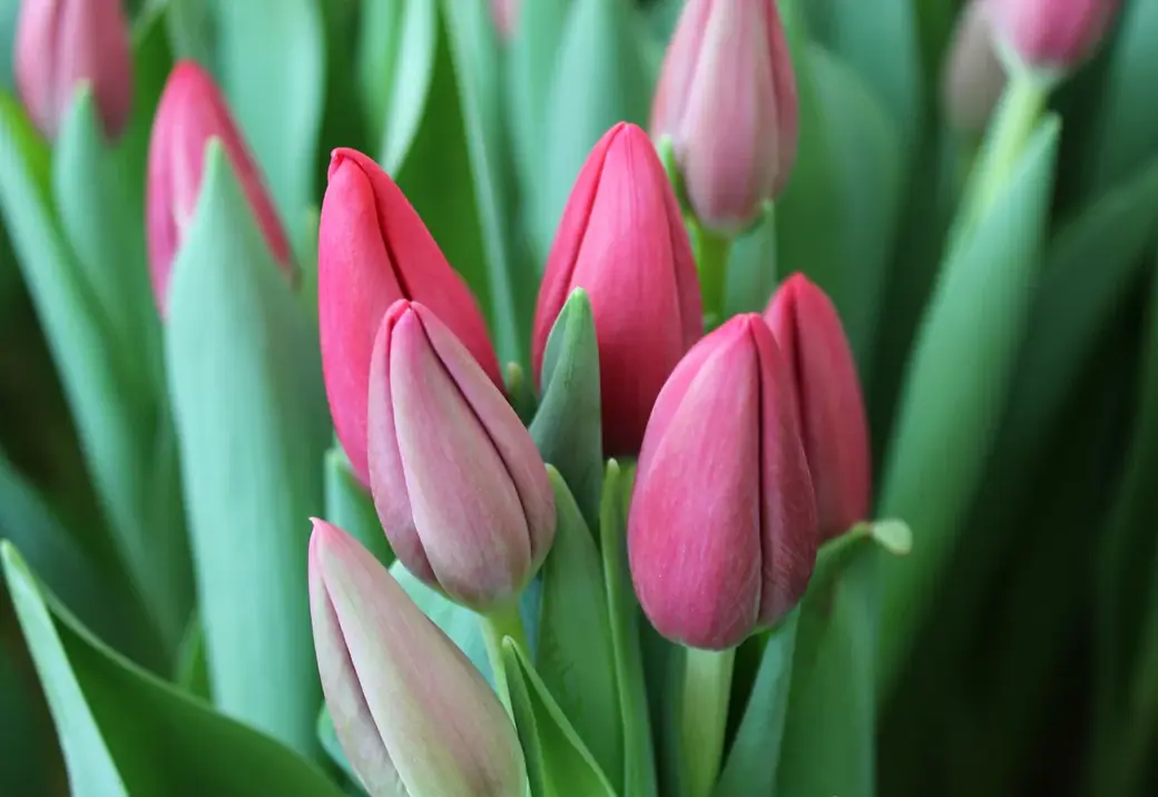 01.01.2022 г. Круглянский район. Тюльпан является одним из самых быстрорастущих растений, и способен расти до двух сантиметров в сутки. Эти цветы растут и после среза,