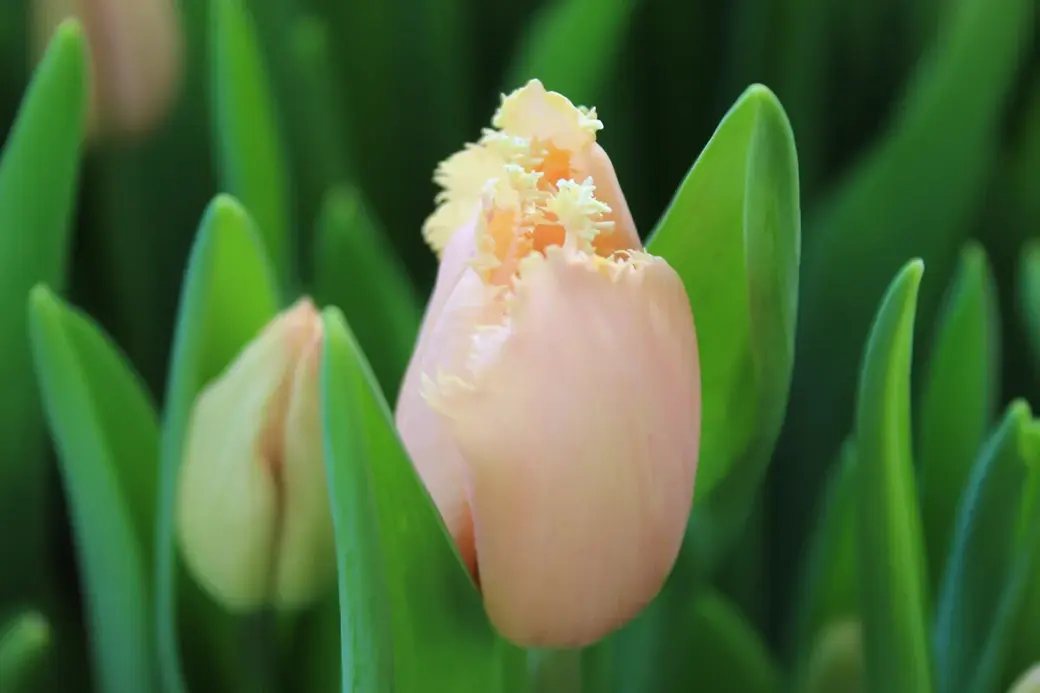 01.01.2022 г. Круглянский район. Биологи относят тюльпаны к семейству лилейных, в которое также входят чеснок и спаржа.