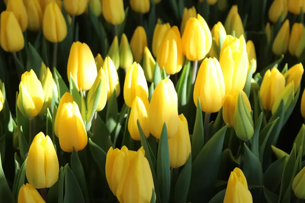 01.01.2022 г. Круглянский район. Согласно старой узбекской легенде желтые тюльпаны – символ радости, удачи и настоящего счастья.