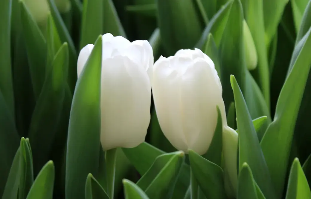 01.01.2022 г. Круглянский район. Тюльпаны символизируют любовь и приход весны.
