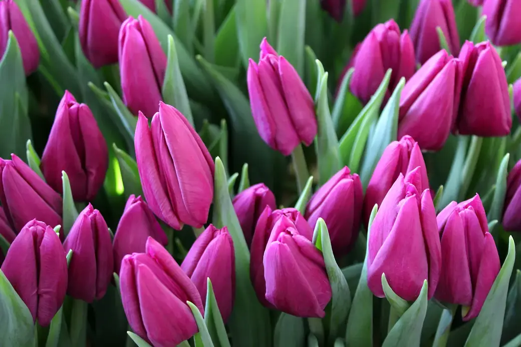 01.01.2022 г. Круглянский район. Международный орган по сертификации сортов тюльпанов находится в Нидерландах – он называется Королевским обществом луковичных растений.