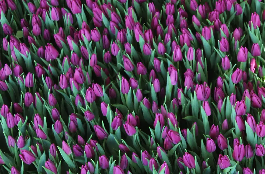 01.01.2022 г. Круглянский район. В начале XVII века во Франции луковицы тюльпанов стали предметом ажиотажного спроса, стоившим баснословных денег. Женихи часто покупали