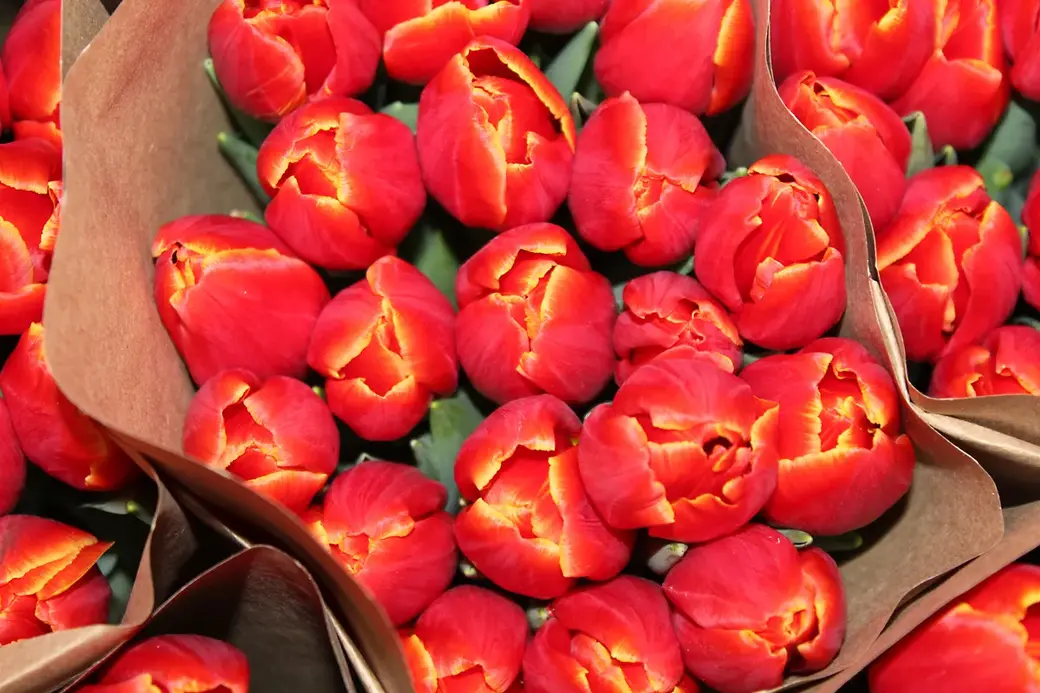 01.01.2022 г. Круглянский район. В древности персы жили с верой, что тюльпаны цветут в райских садах, являются символом совершенства.