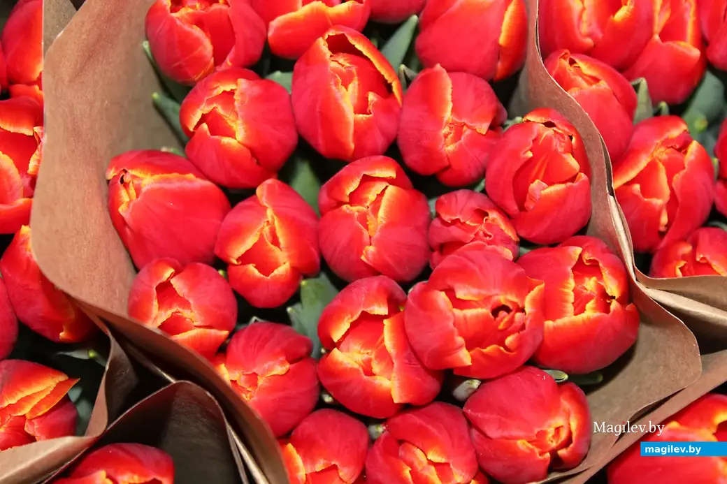 01.01.2022 г. Круглянский район. Готовые к продаже букеты тюльпанов.