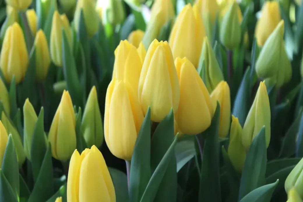 01.01.2022 г. Круглянский район. В Нидерландах сегодня около трех миллиардов тюльпанов выращивают на площади 22,5 тысячи гектаров. Один миллиард остается в стране,