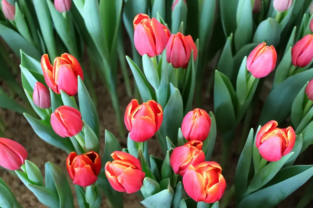 01.01.2022 г. Круглянский район. Несколько столетий назад из всех доступных европейским покупателям цветов они были самыми дорогими.