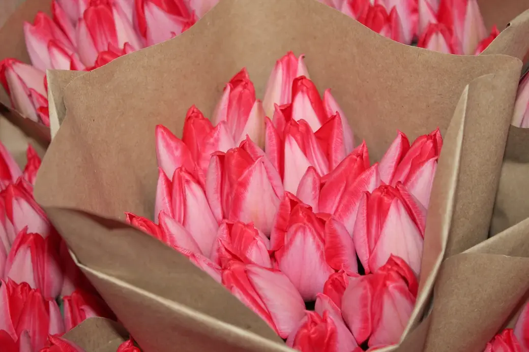 01.01.2022 г. Круглянский район. Тюльпаны самые популярные весенние цветы в мире.