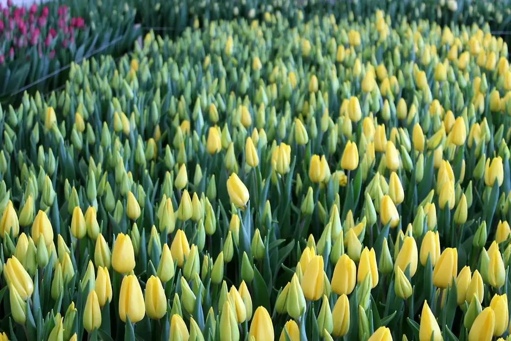 01.01.2022 г. Круглянский район. В Турции в честь желтого тюльпана ежегодно устраиваются грандиозные празднования.