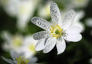 Цветы в подарок