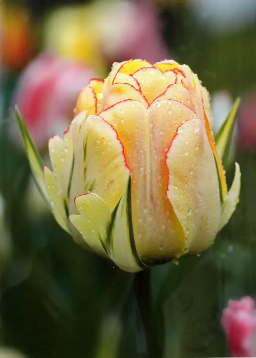 3.03.2022 год. Могилевский областной краеведческий музей. Выставка работ Юрия Кашлевского.