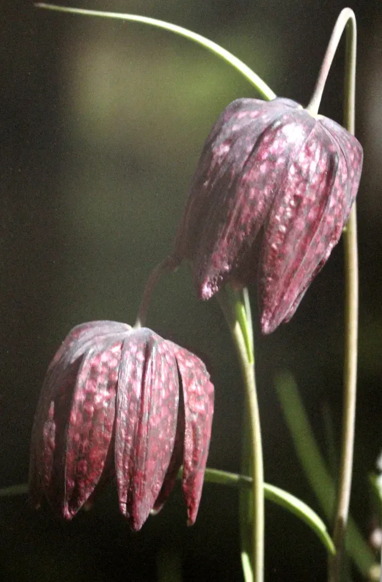 3.03.2022 год. Могилевский областной краеведческий музей. Выставка работ Юрия Кашлевского.