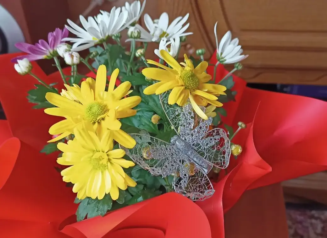 Хризантема, которую подарили женщине.