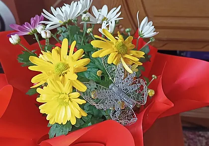 «Подарили горшечную хризантему. Можно ли высадить ее в огород?» Читатель спрашивает