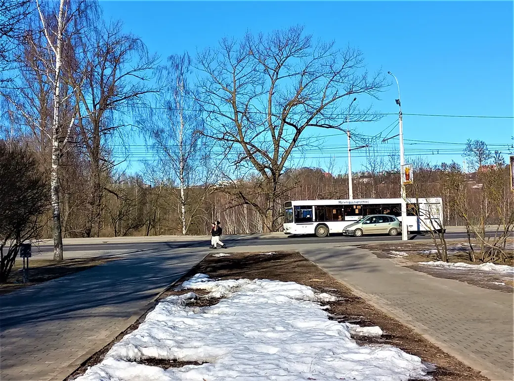 10.02.2022 г. Могилев, микрорайон «Мир-1». Если от Дворца детского творчества двинуться в сторону проспекта Мира, обязательно увидишь дерево Джорджа Харрисона, которое