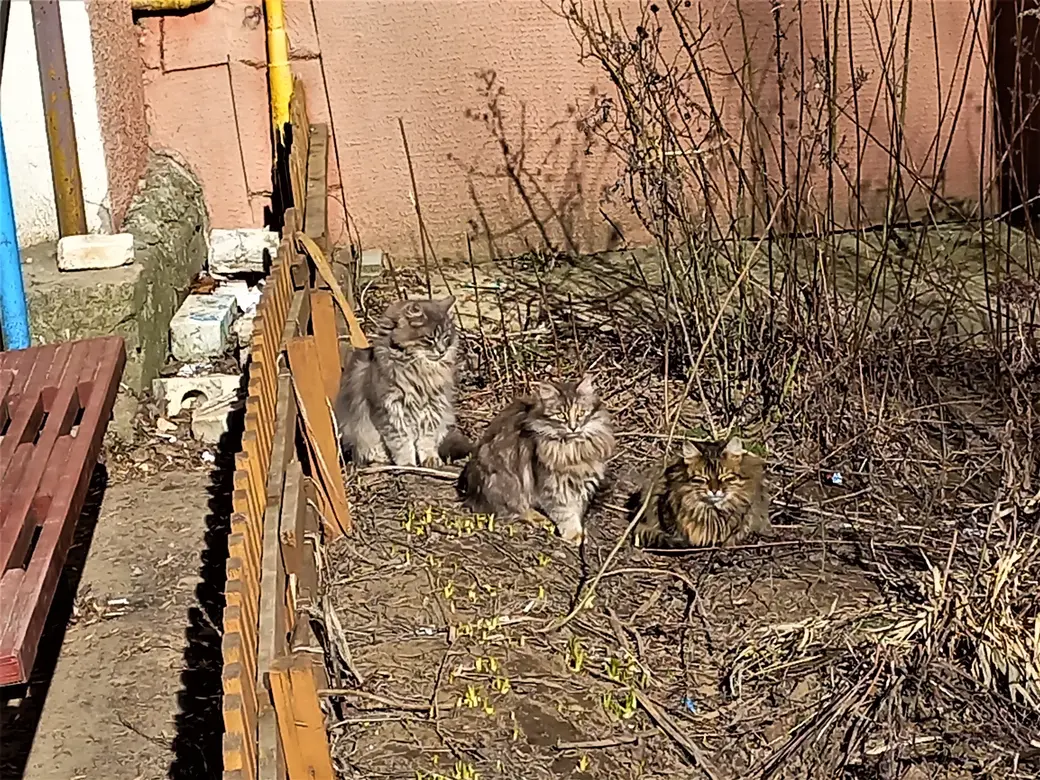 10.02.2022 г. Могилев, микрорайон «Мир-1». «Мы не собаки и не кроты. Мы обыкновенные мартовские коты»