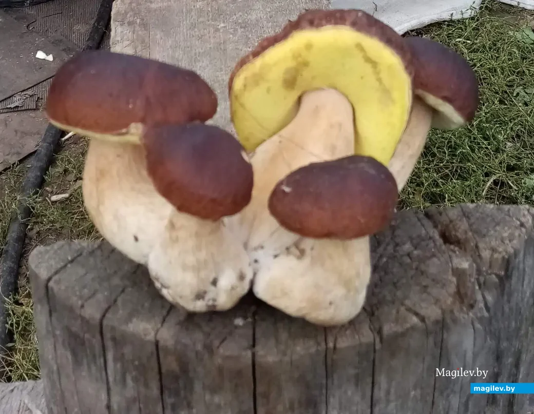 Чудо-находка Игоря Жарикова из деревни Заелица Глусского района.