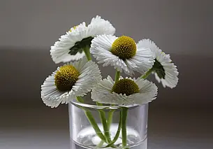 Какие аптечные препараты помогут при цистите? Отвечает провизор