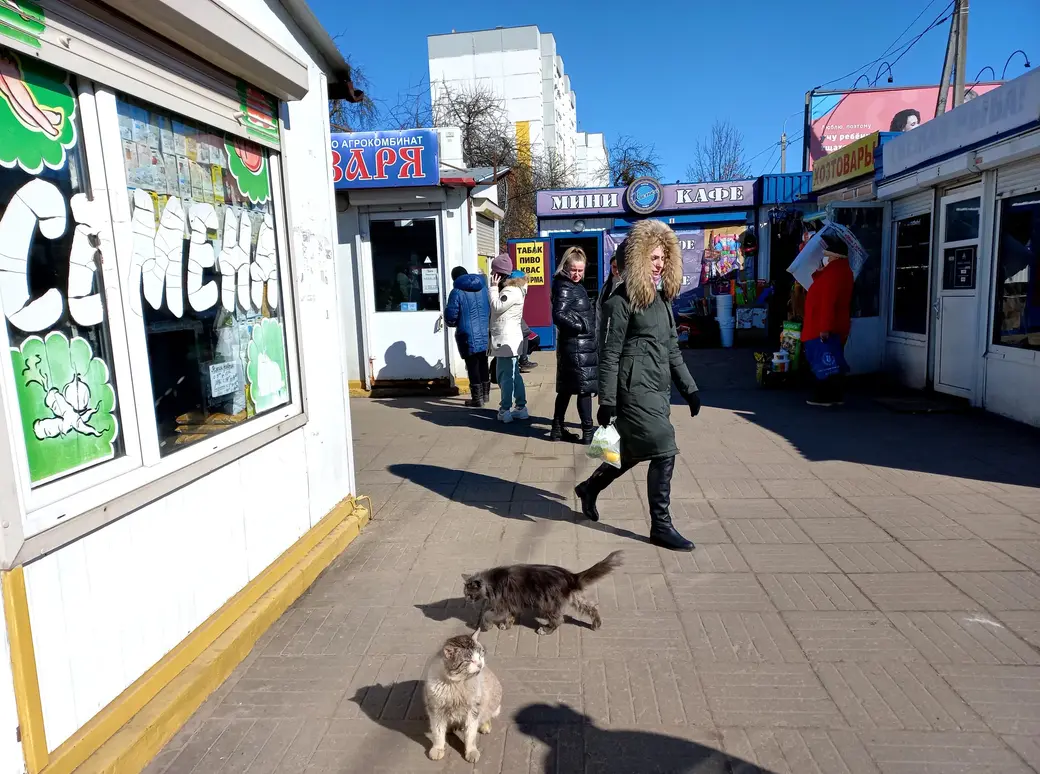 16.03.2022г. Могилев, Рабочий поселок. Котики-обормотики на мини-рынке в ожидании мясных подношений
