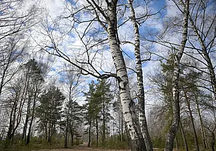 Три лесных пожара ликвидировали за сутки в Могилевской области
