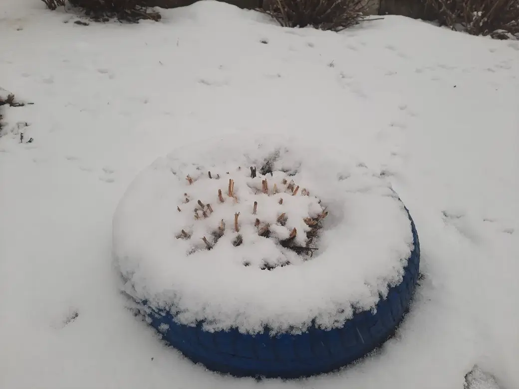 24.03.2022 г. В Могилев пришла «зима»