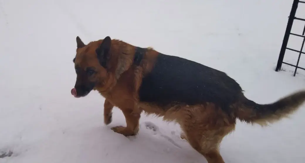 24.03.2022 г. В Могилев пришла «зима»