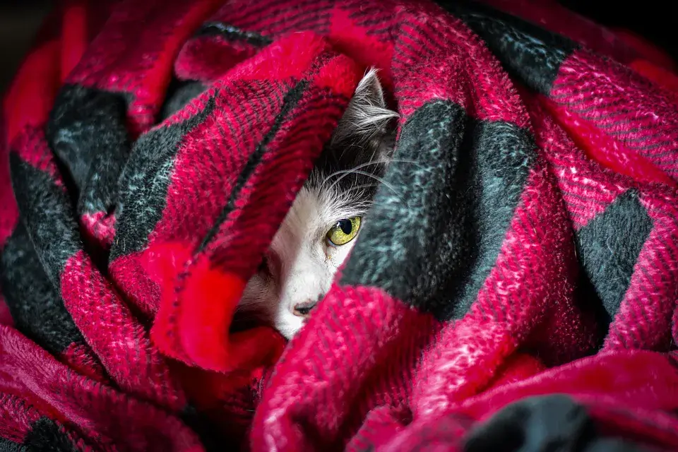 Иллюстрация pixabay