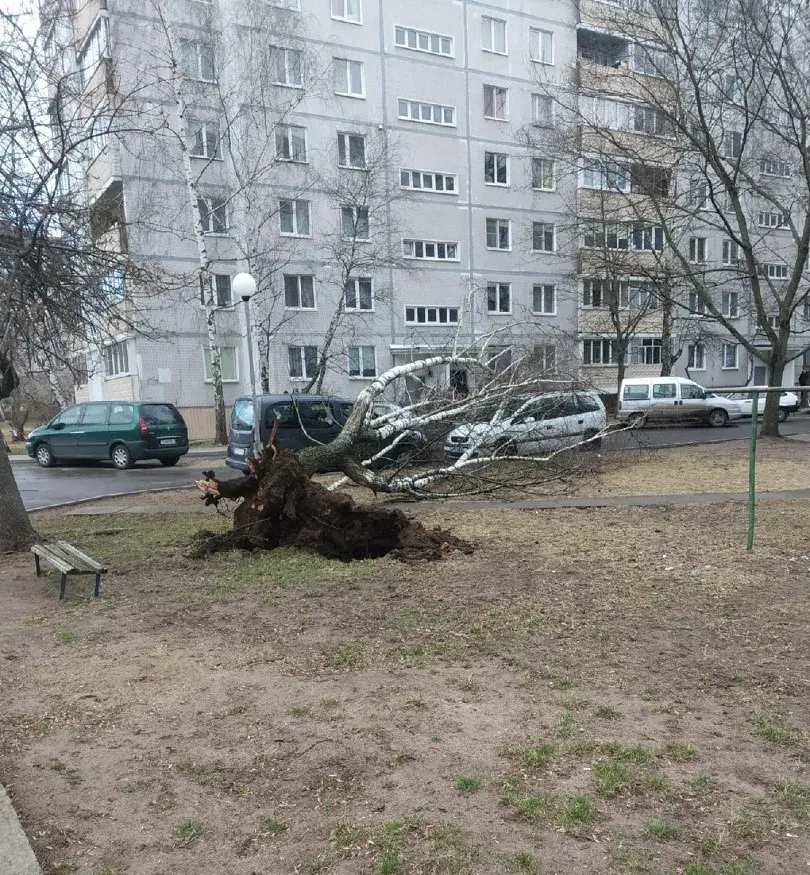 26.03.2022 г. Последствия сильного ветра в районе Заднепровья в Могилеве. Фото: Иван Супиталев, Могилев Live
