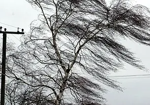 Снова оранжевый уровень: сильный ветер в Могилеве валил деревья и холодильники