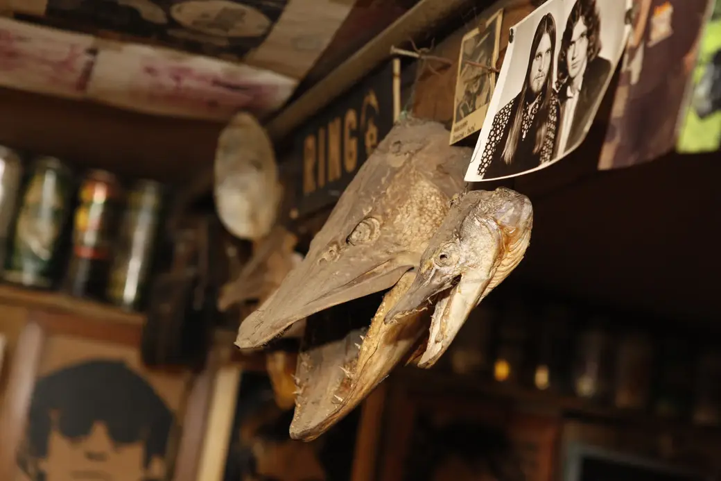 Головы тех самых (из 1980-х годов) щук. Могилев, битловский музей Володи Кутузова.