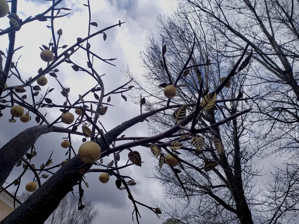 29.03.2022 г. Могилев. Кованая яблоня, арт-объект на Ленинской