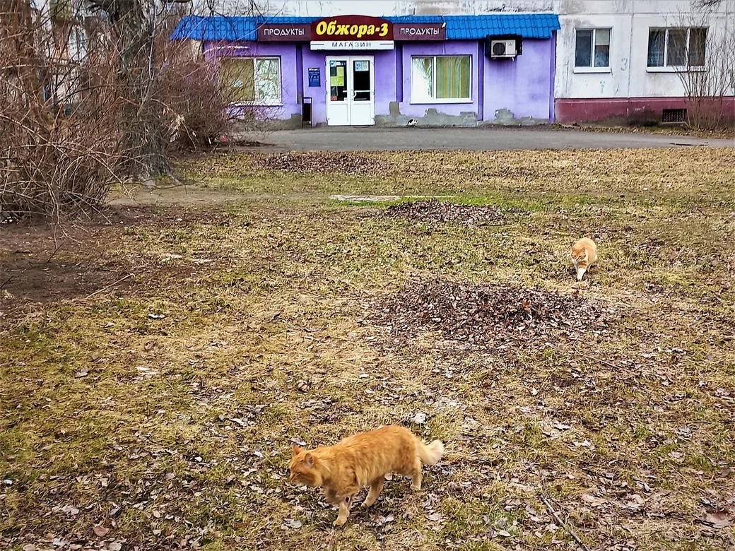 О4.04.2022 г. Могилев, микрорайон «Юбилейный». Назвать этих рыжиков обжорами язык не