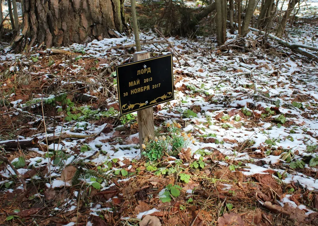 Апрель 2022 год. Могилев. Любуж. Несанкционированное кладбище для животных.