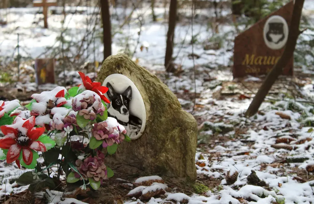 Апрель 2022 год. Могилев. Любуж. Несанкционированное кладбище для животных.