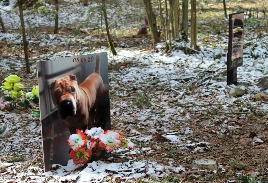 Апрель 2022 год. Могилев. Любуж. Несанкционированное кладбище для животных.