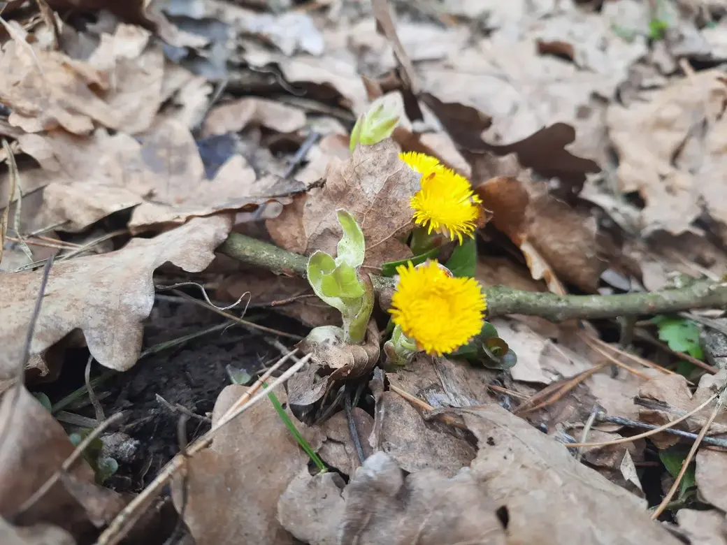 11.04.2022 г. Печерский лесопарк. Появились первые весенние цветы