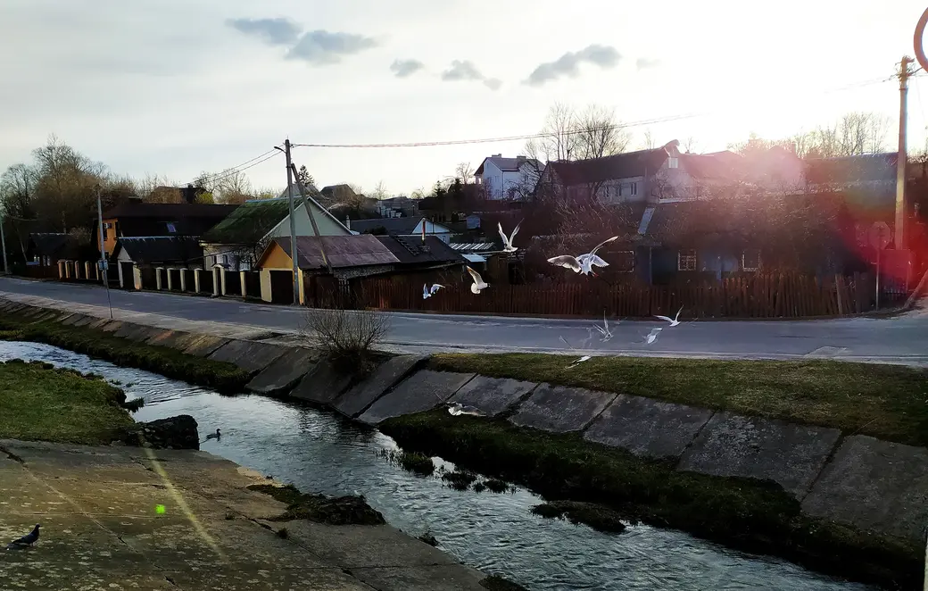 11.04.2022 Могилев, набережная Дубровенки. Чайки радостными криками приветствуют свою кормилицу, которую вы увидите на следующей фотографии.