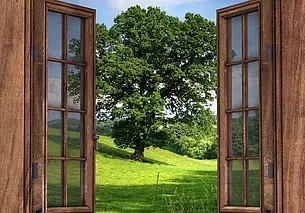 Куда обращаться, если мешает дерево? Отвечаем