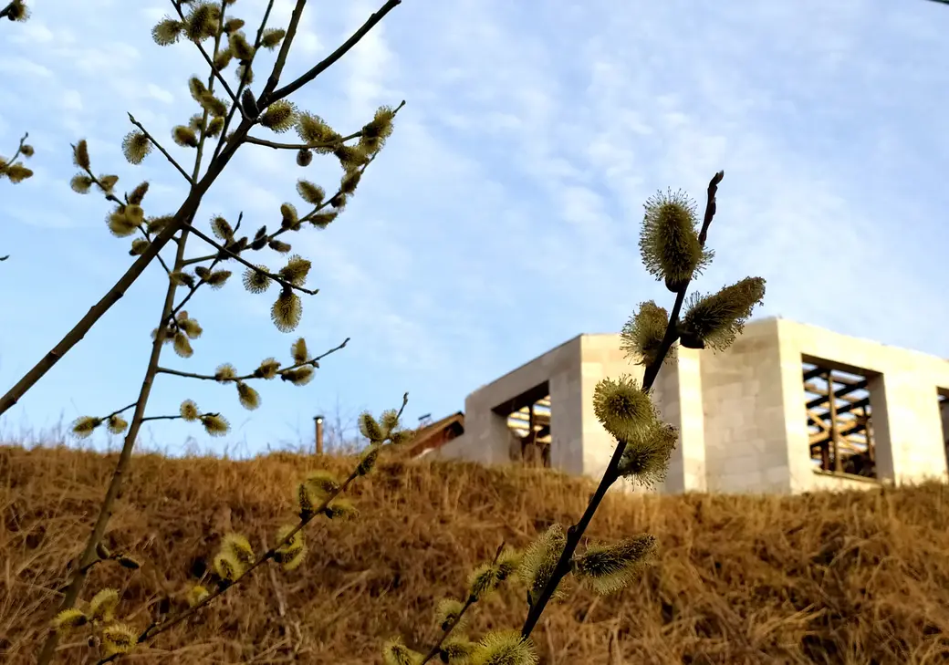 11.04.2022 Весна в Могилеве. Верба распушилась.