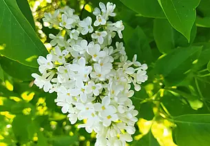 Когда весна не в радость: что такое поллиноз и к кому обращаться при аллергии на пыльцу?