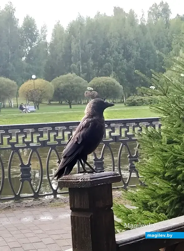 Для болеющих поллинозом гулять в парке лучше под дождем.